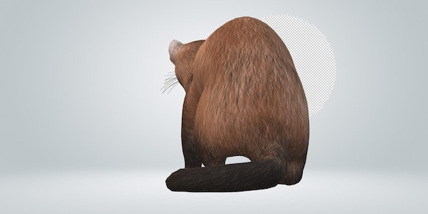 PSD ferret isolated on a transparent background