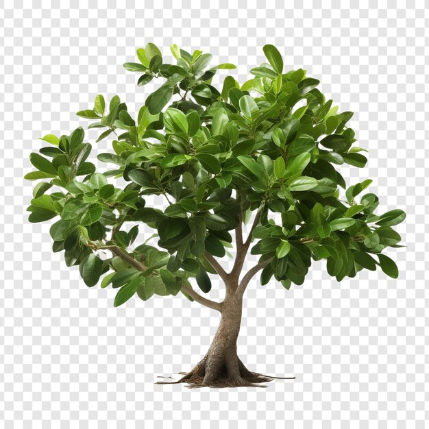 PSD ficus altissima isolated on transparent background