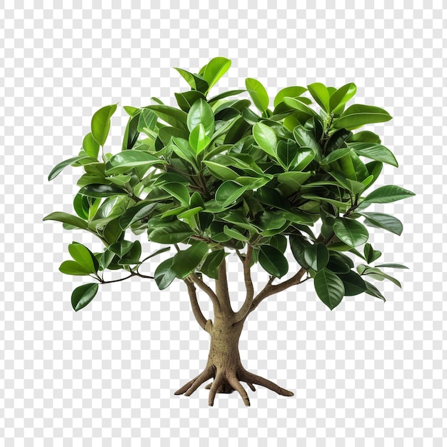 PSD ficus altissima isolated on transparent background