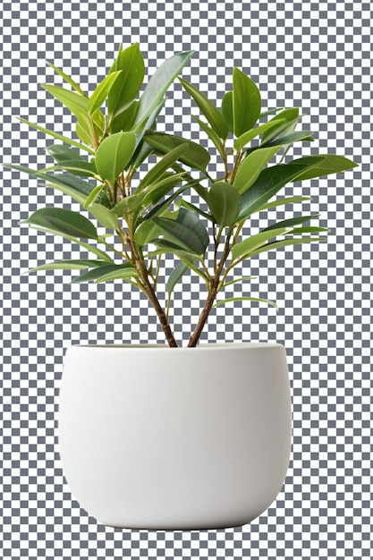 PSD ficus in een pot