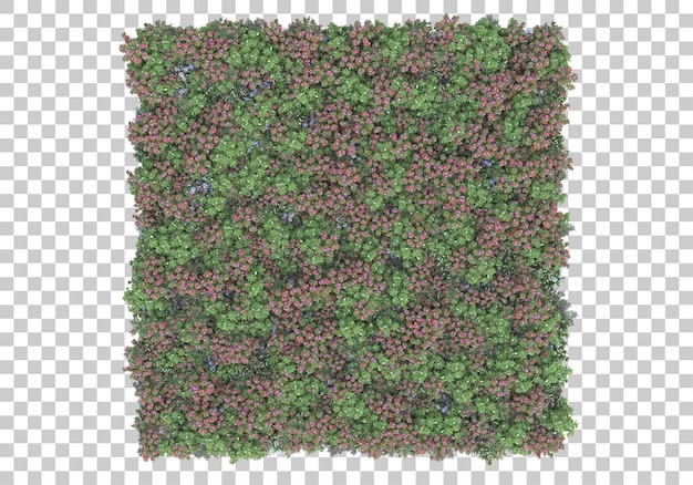 Field of flowers on transparent background 3d rendering illustration