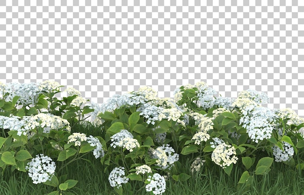 Field of flowers on transparent background. 3d rendering - illustration