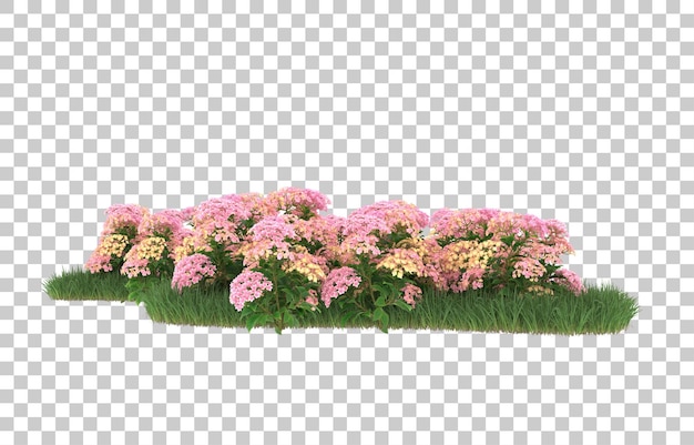 field of flowers on transparent background. 3d rendering - illustration