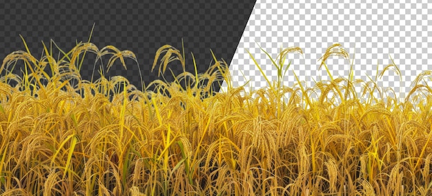 PSD un campo di riso dorato con alti gambi stock png