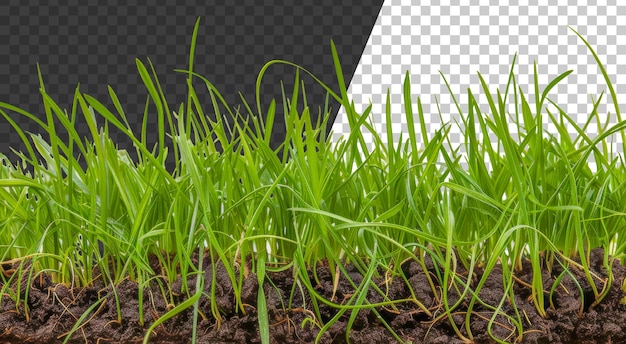 PSD un campo di erba png