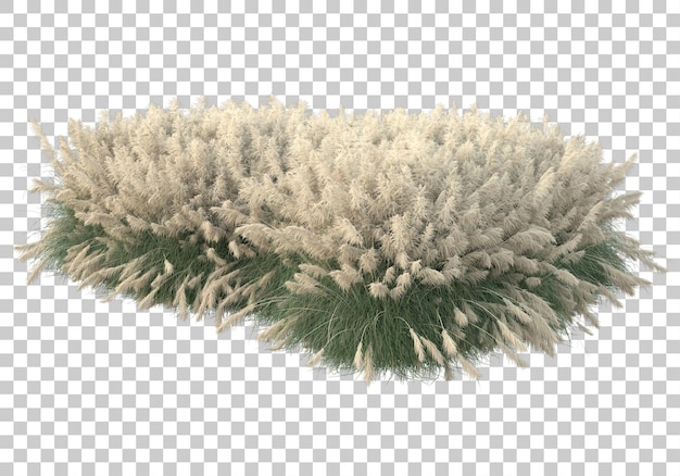 PSD field of grass on transparent background 3d rendering illustration