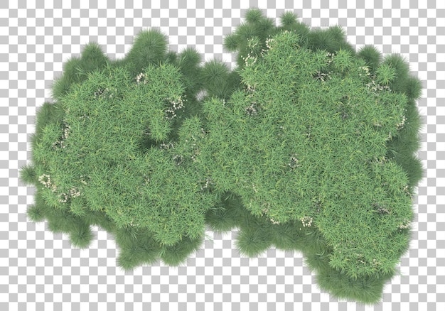 field of grass on transparent background 3d rendering illustration