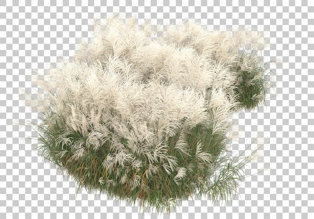 PSD field of grass on transparent background 3d rendering illustration