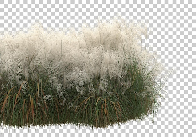 PSD field of grass on transparent background 3d rendering illustration