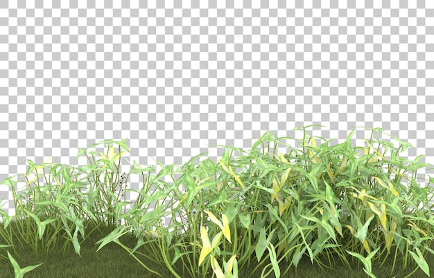 PSD field of grass on transparent background. 3d rendering - illustration