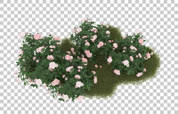 PSD field of grass with flowers on transparent background. 3d rendering - illustration