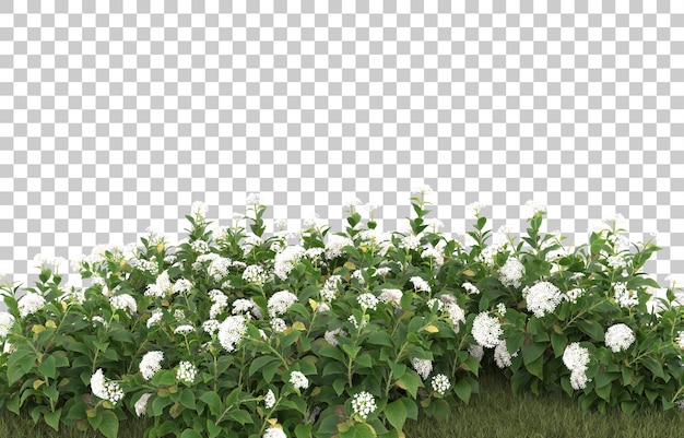 Field of grass with flowers on transparent background. 3d rendering - illustration