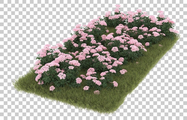 Field of grass with flowers on transparent background. 3d rendering - illustration