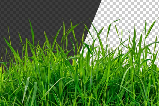 PSD a field of green grass stock png