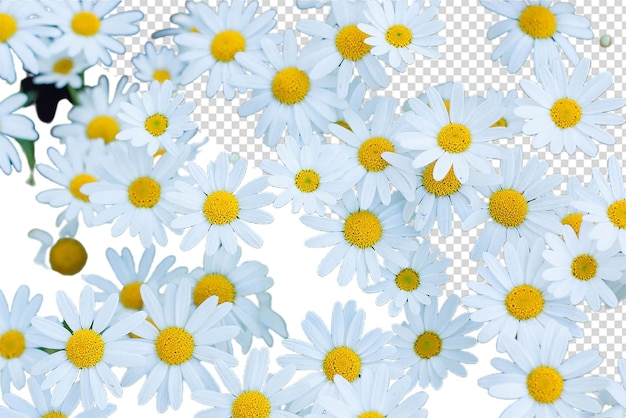 Fiesta daisy flower png