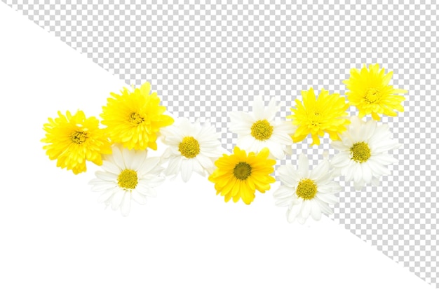 PSD フィエスタデイジーの花png