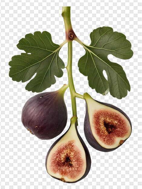 PSD a fig with a leaf that says figs on it