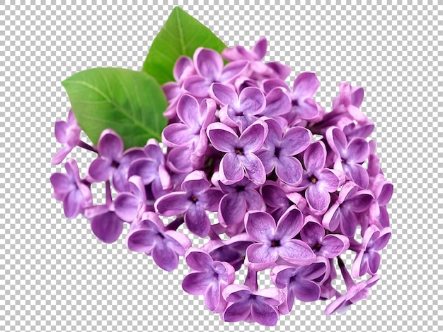 Fioletowe kwiaty naturalnej fotografii PNG