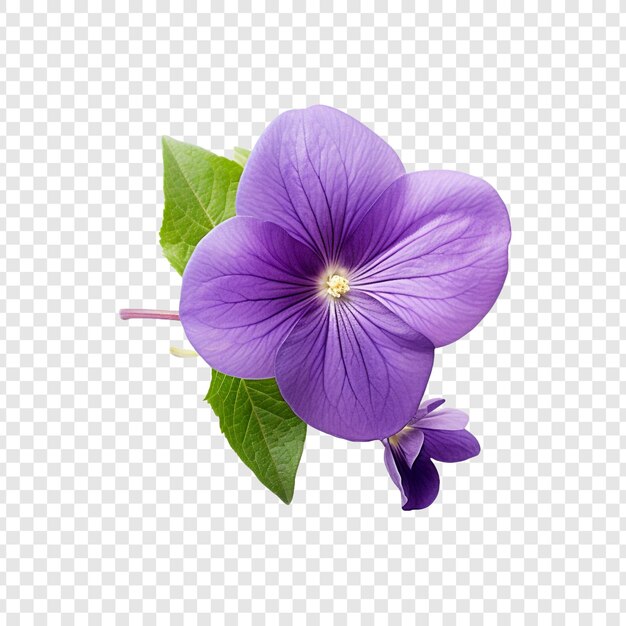 Fioletowy Kwiat Izolowany Na Przezroczystym Tle