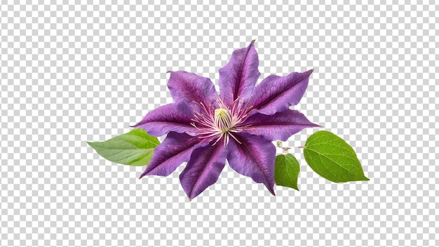 PSD fioletowy kwiat klematy wyizolowany na przezroczystym tle