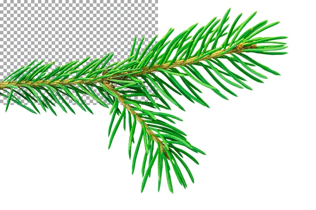 Fir branch isolated on transparent background