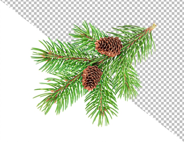 Fir tree branch met kegels geïsoleerd met uitknippad