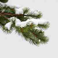 PSD fir tree branch