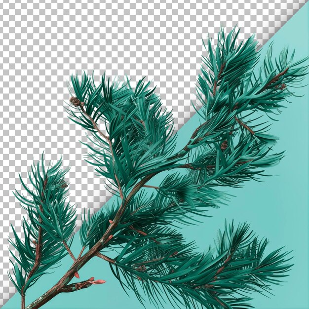 PSD fir twig on transparent background