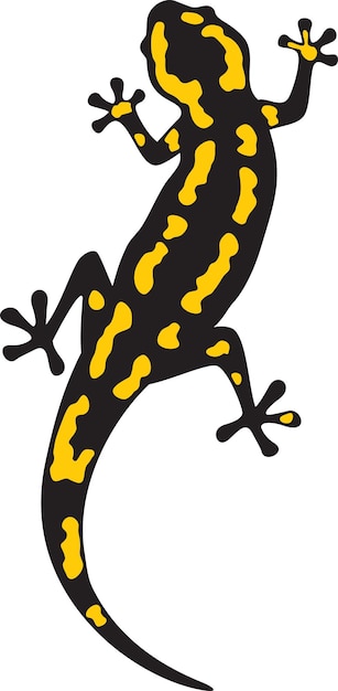 Fire Salamander Animal