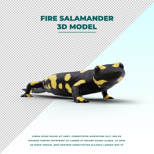 Fire salamander isolated