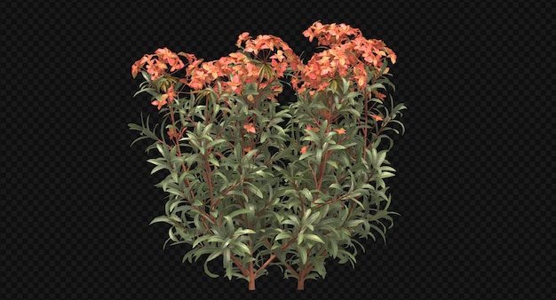 Fireglow spurge, red flower isolated