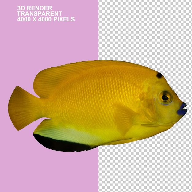 PSD fish euclidean fish computer file tropical sea fish aquaticvetamin a resource fish