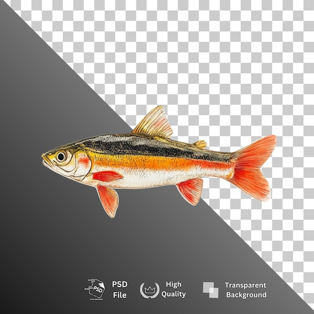 fish isolated on transparent background