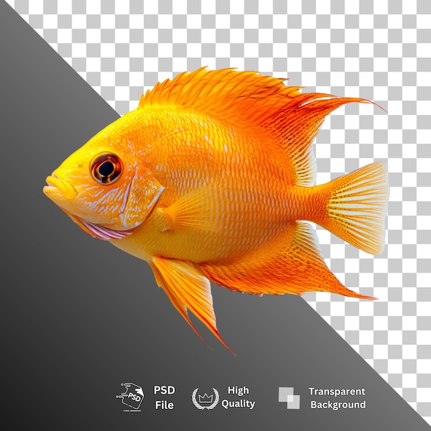 fish isolated on transparent background