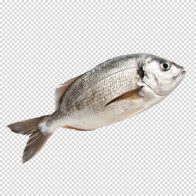 PSD fish isolated on transparent background