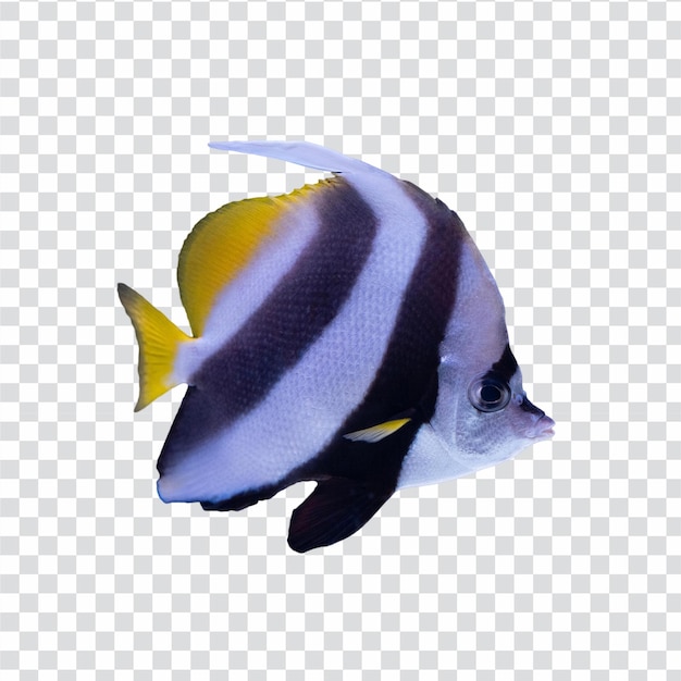 Fish on Transparent Background