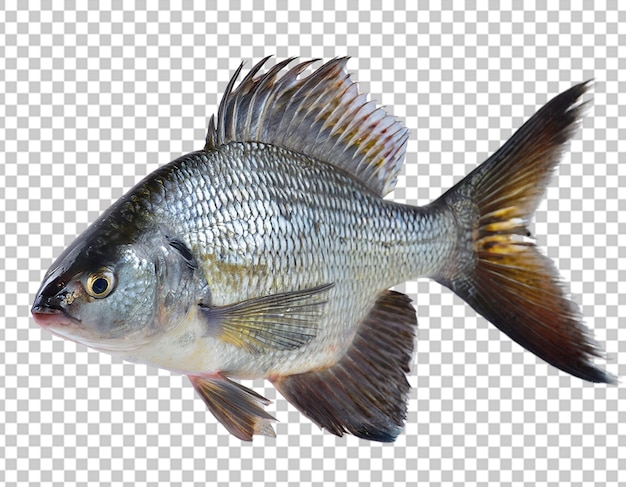 PSD fish white