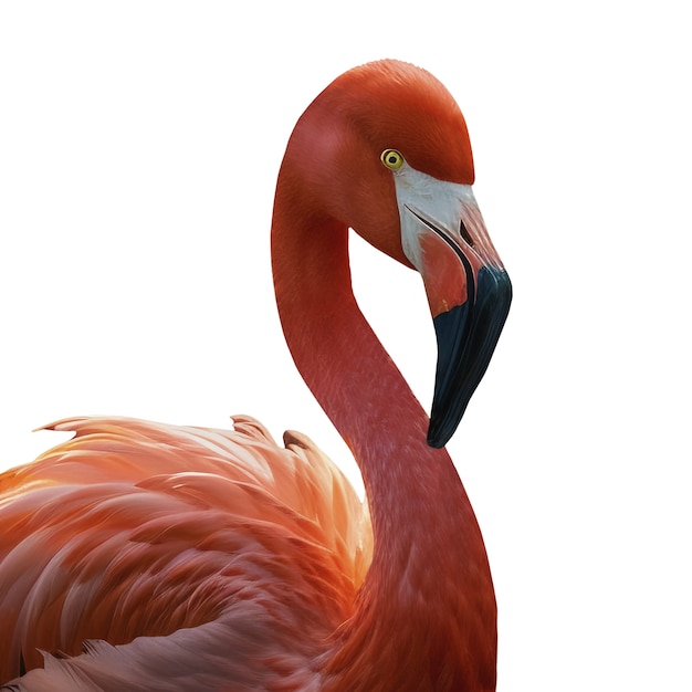 PSD flamingo bird isolated