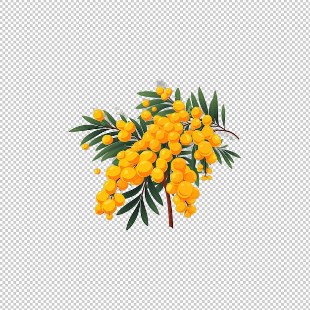 Flat logo mimosa isolated background