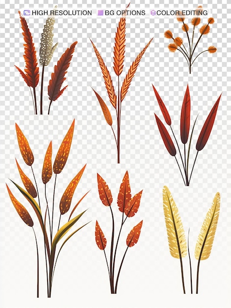 Flat Vector Illustrations of Millet on White Background