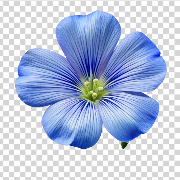 PSD Голубой цветок льна вблизи изолированный на прозрачном фоне
