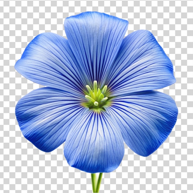 PSD flax blue flower close up isolated on transparent background