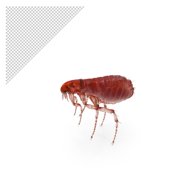 PSD flea insect png