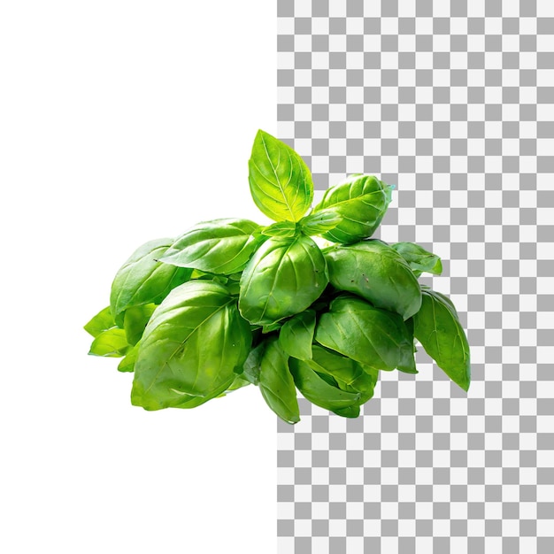 Floating bunch of fresh green basil leaves isolated transparent background