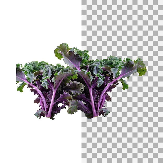 Floating of bunches purple kale with curly edges isolated transparent background