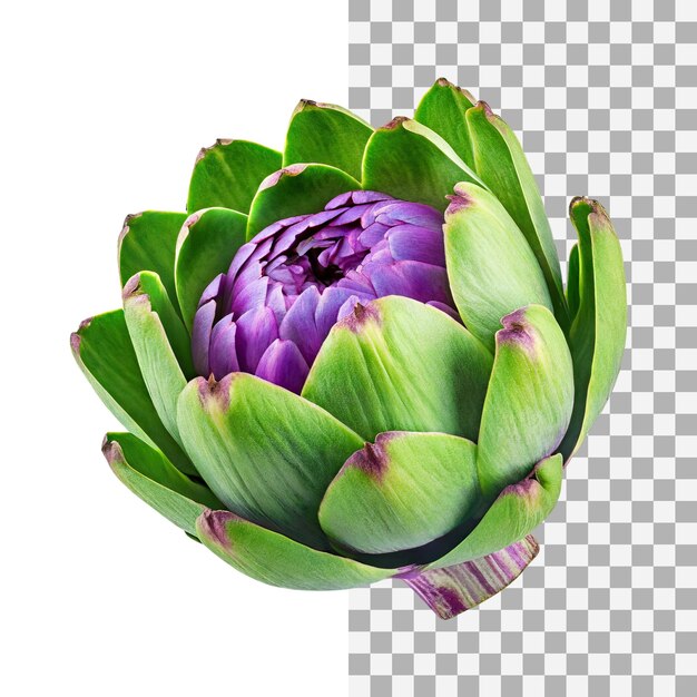 Floating green artichoke with a purple center