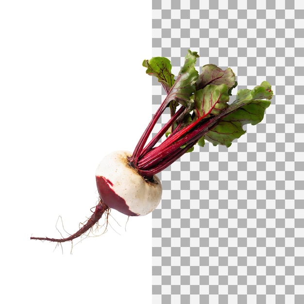 Floating of red and white beetroot with a earthy taste with sliced isolated transparent background