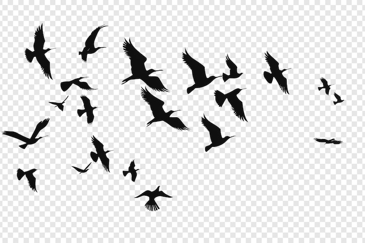 PSD flock of birds flying isolated on transparent background