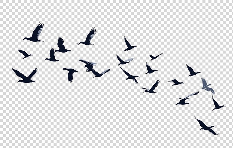 PSD a flock of birds flying in the sky