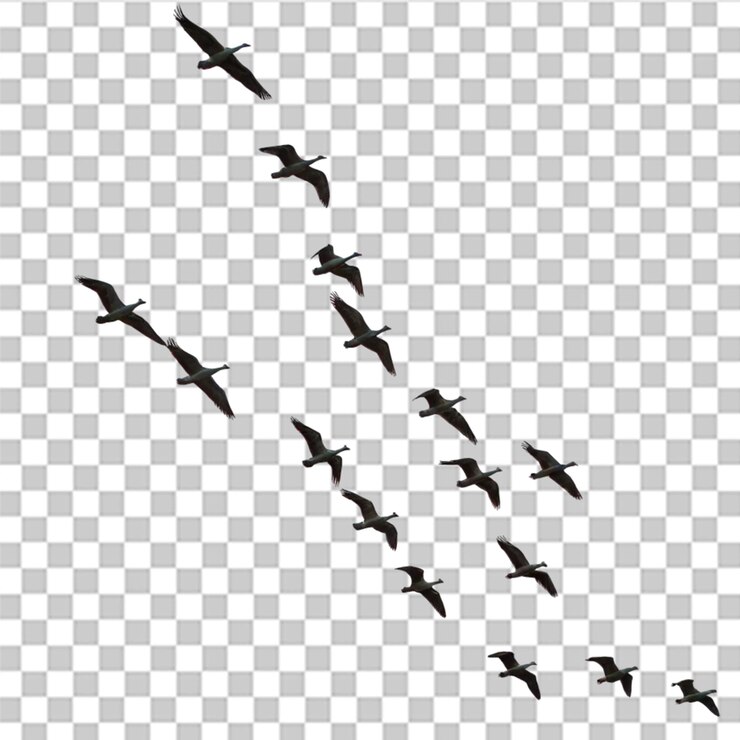 PSD flock of birds silhouette isolated on transparent background